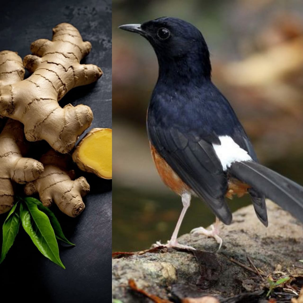 Jahe yang punya manfaat alami untuk burung murai batu.