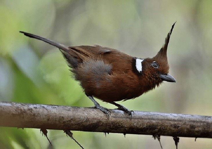 Burung Cililin, Si jambul yang eksotis