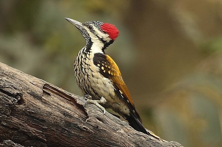 Pelatuk Bawanga, burung pemahat pohon sarat dengan mitos