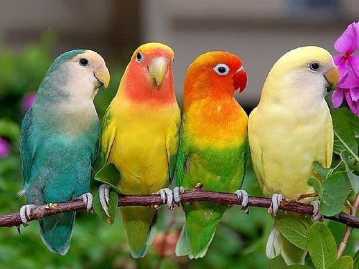 Lovebird, perlu pakan yang tepat agar tetap sehat dan ceria