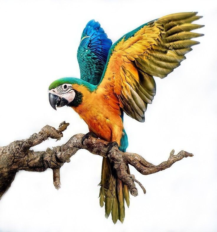 Burung Macaw, seekor bisa sampai 50 juta