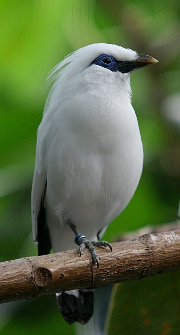 Jalak Bali
