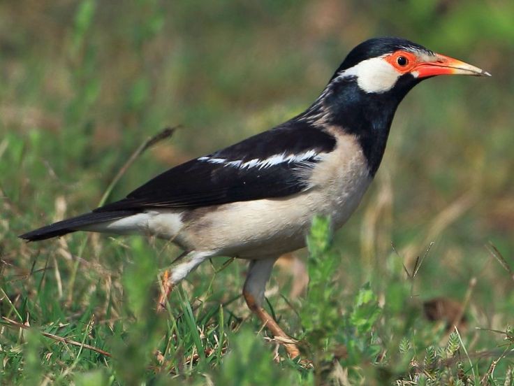 Jalak Suren