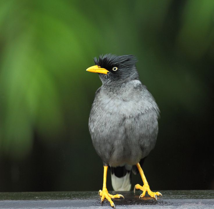 Jalak Thailand