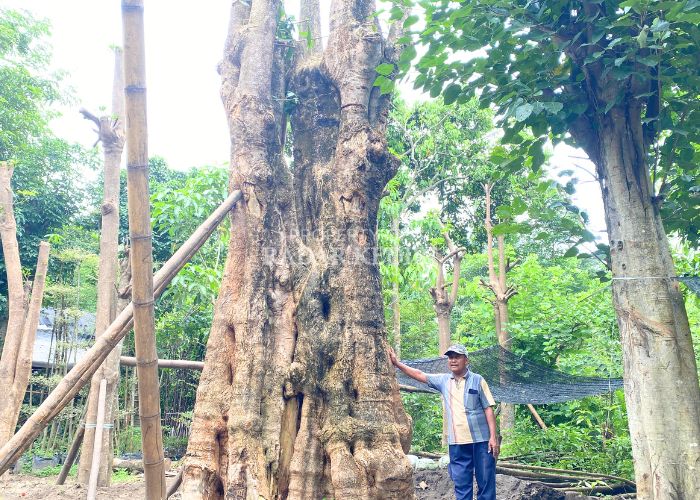 Salah satu pule fosil seharga Rp 150 juta dan dijual ke Ibu Kota Nusantara (IKN).