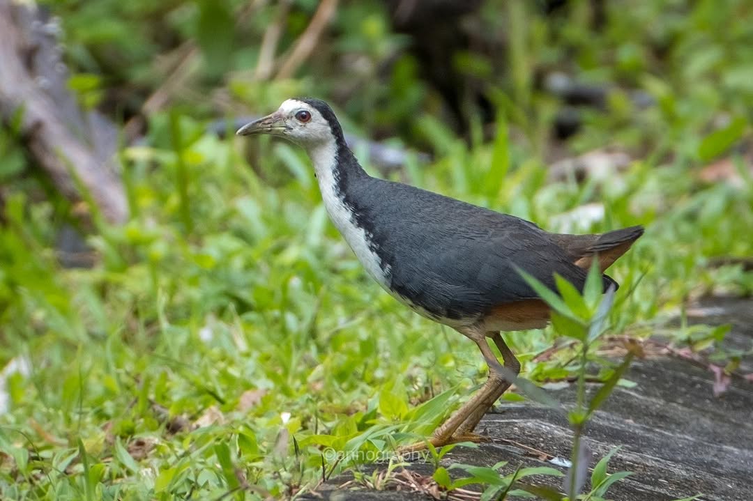 Burung Sri Bombok, kental dengan mitos Jawa