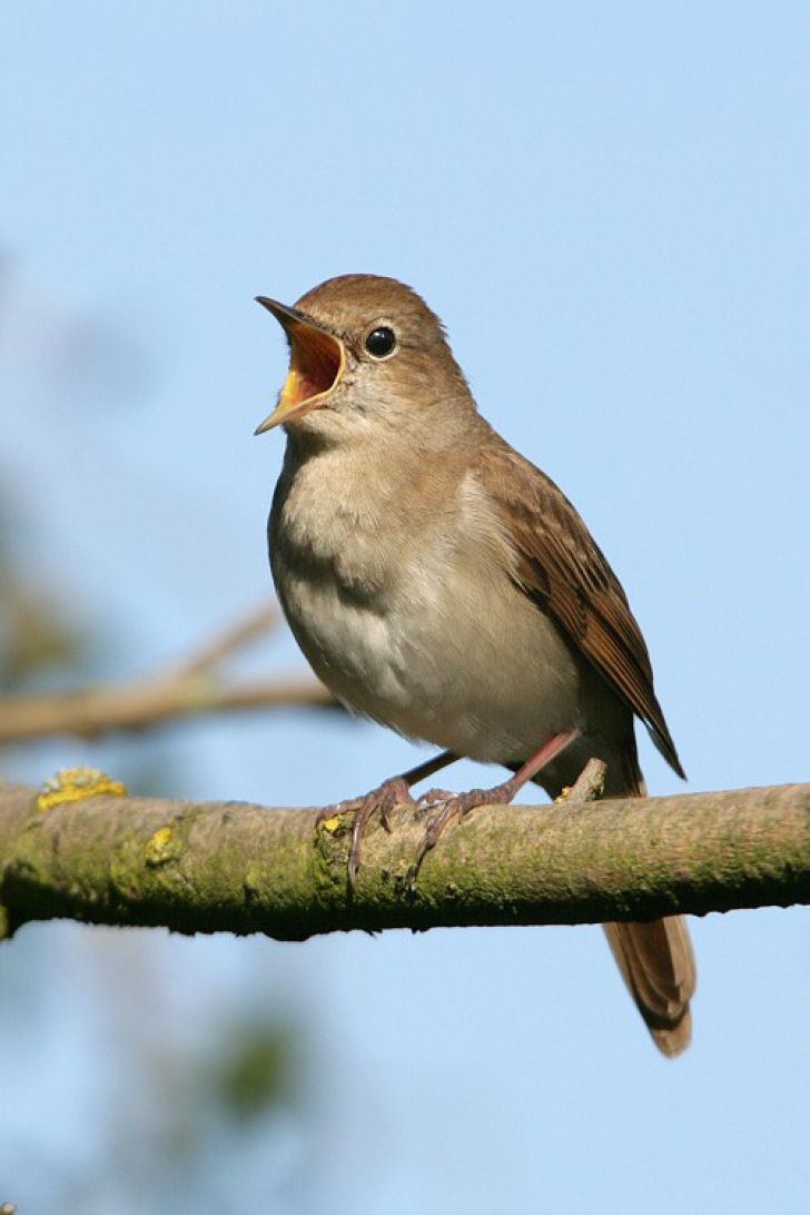 Sikatan Londo, salah satu burung kicauan yang hampir punah