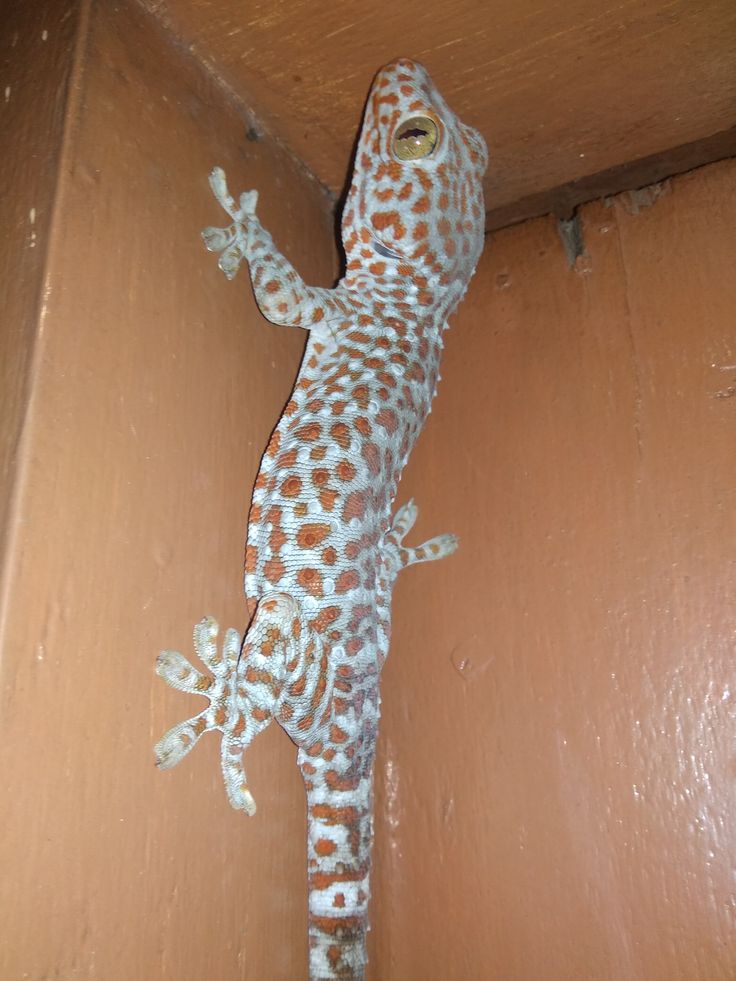 Ini Makna ketika Ada Kehadiran Tokek di Dapur, Loteng, dan Garasi Rumah