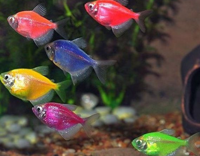 Glofish, salah satu jenis ikan hias yang murah tapi indah
