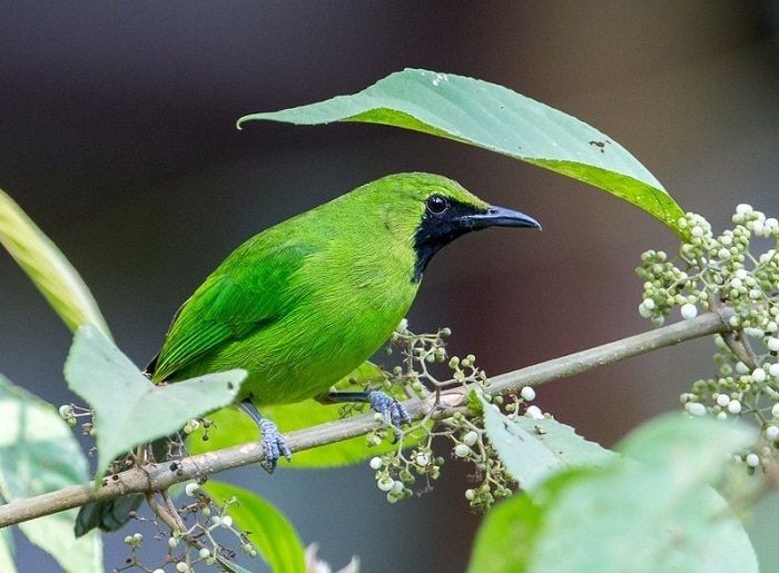 Cucak Hijau, si peniru kicau burung laing