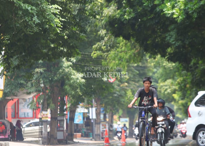 Pepohonan tumbang salah satunya disebabkan ulah manusia.