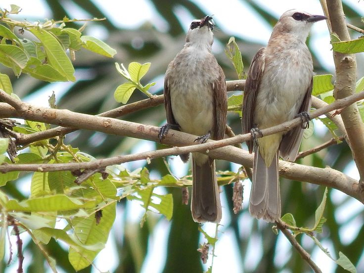 Jangan salah pilih beli burung trucukan