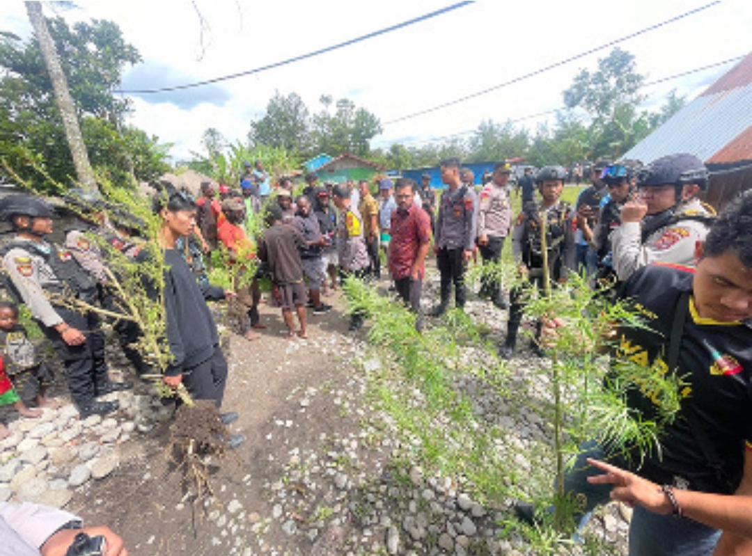 Anggota Polres Jayawijaya saat menggerebek kebun ganja di salah satu rumah warga.