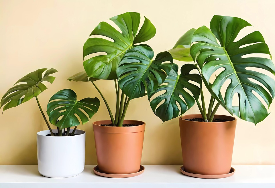 Monstera jadi salah satu tanman hias dalam ruangan yang populer dan baik untuk kesehatan.
