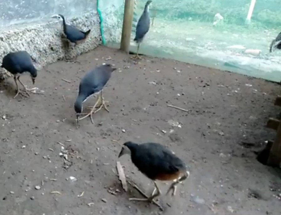 Sribombok, makanan istimewa untuk ibu hamil