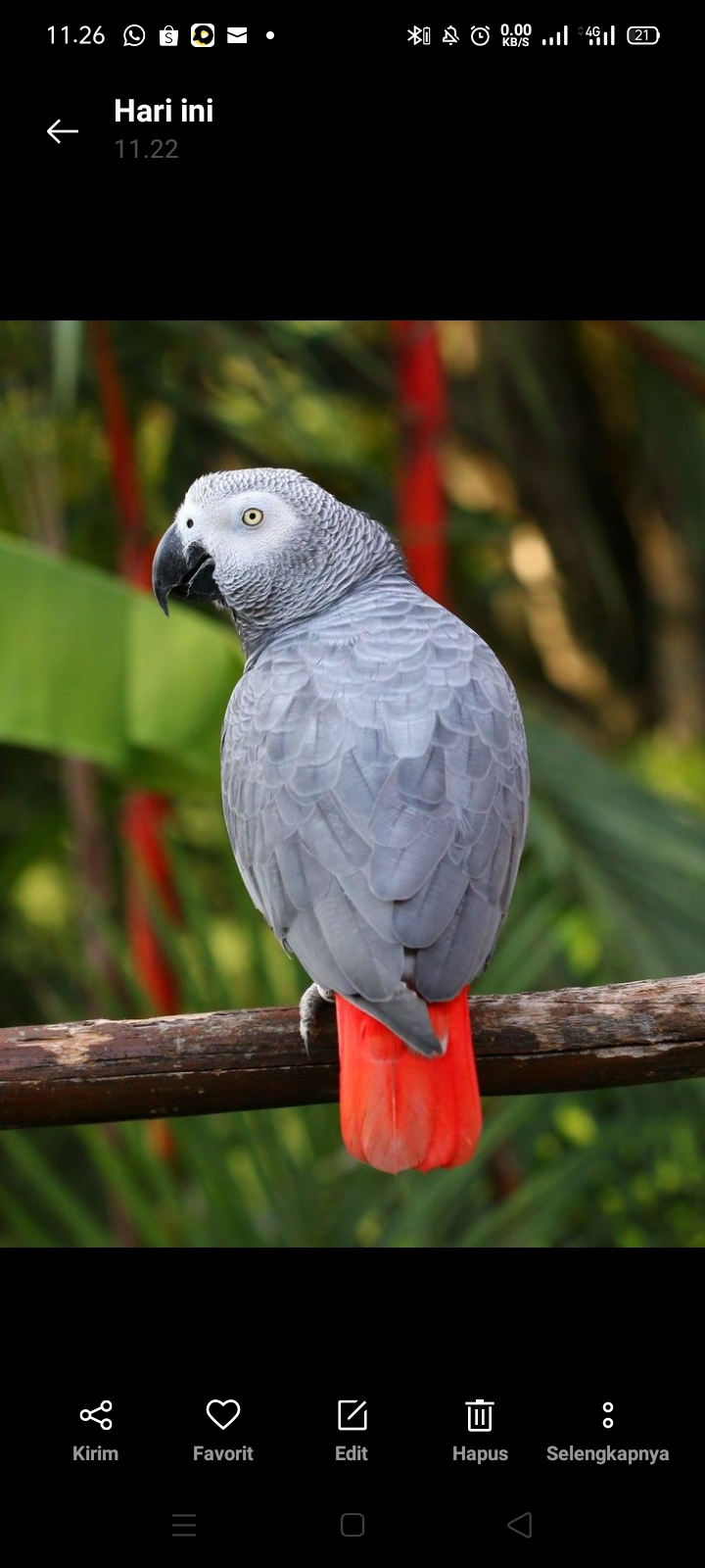 Beo Abu-abu