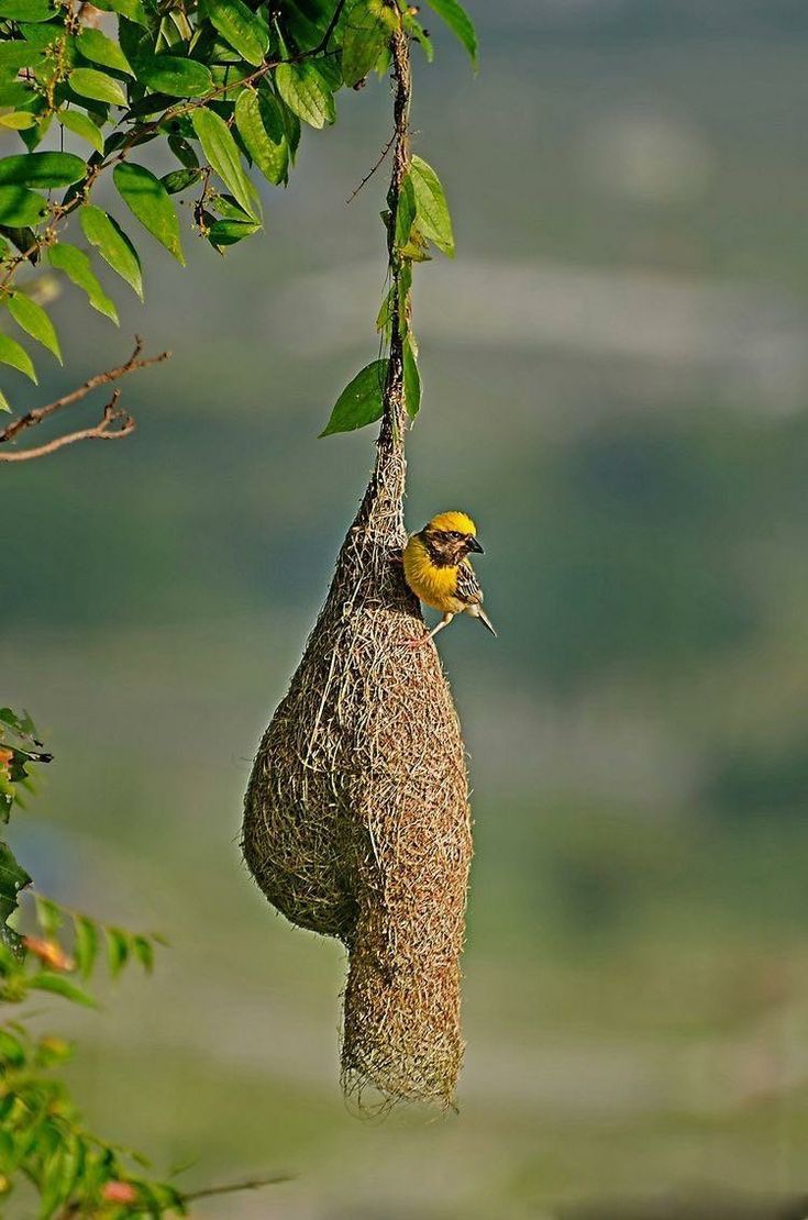 Sarang Burung Manyar, maha karya arsitektur alam raya