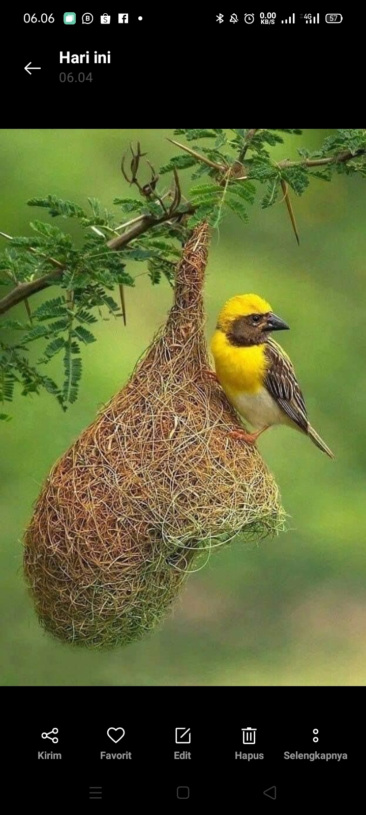 Burung manyar
