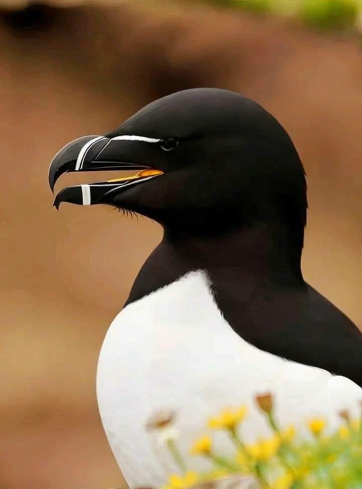 Foto Burung Razorbill, Burung Laut Futuristik dari Atlantik Utara