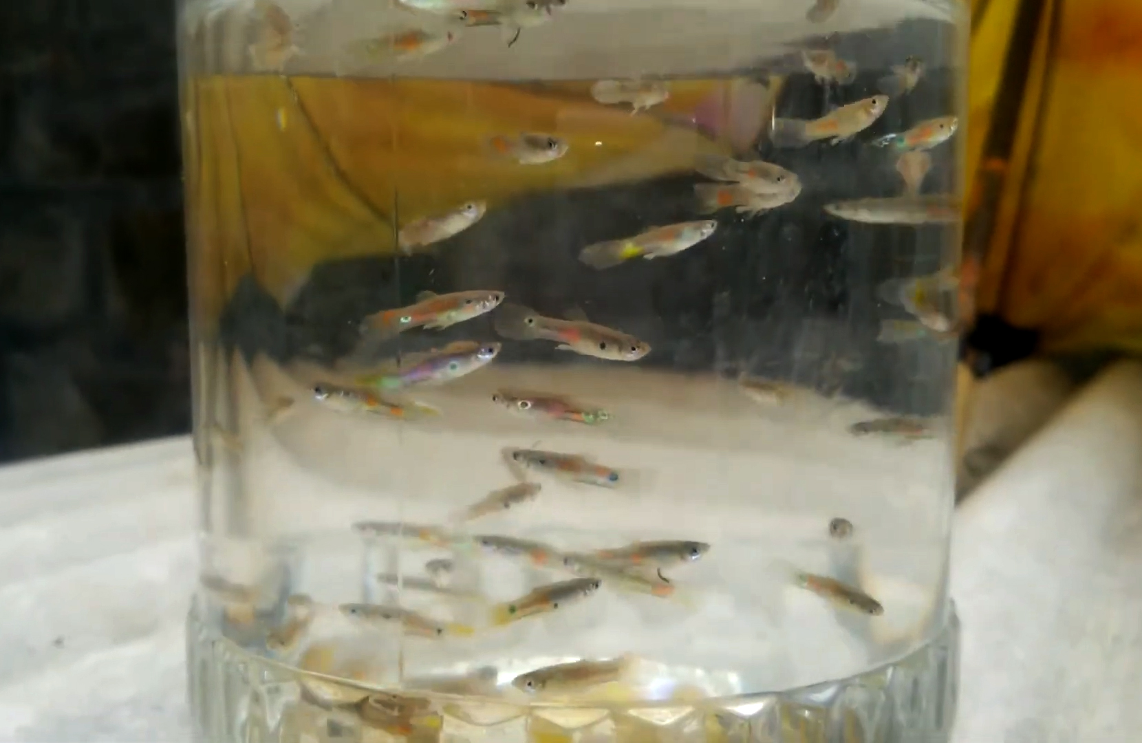 Pelihara ikan  cethol dalam toples