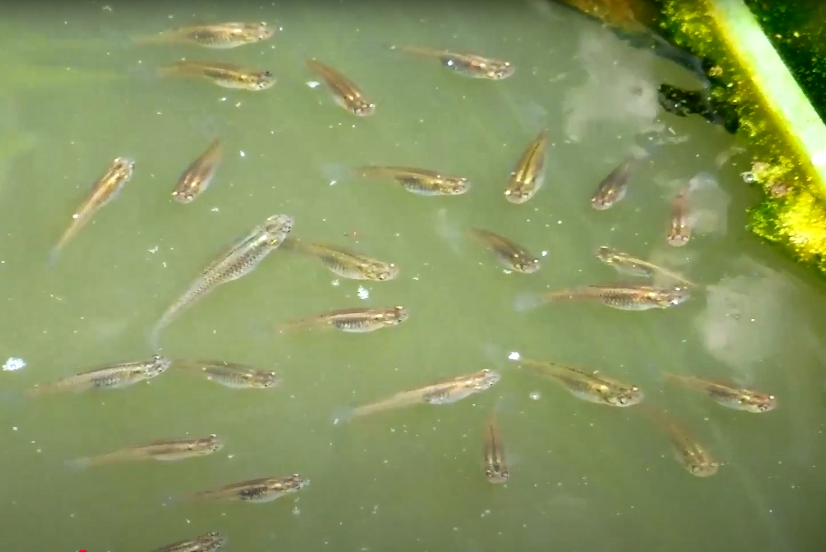 Ikan Cethol