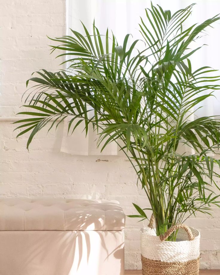 Areca Palm jadi salah satu tanaman hias estetik yang bisa meningkatkan imun tubuh.