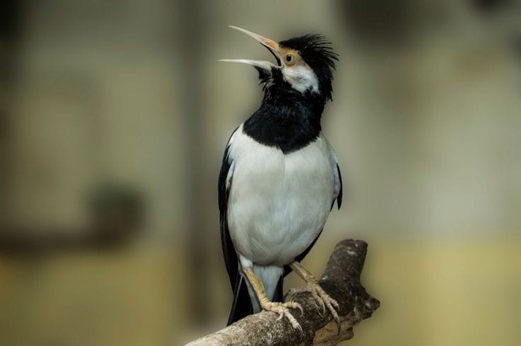 Jalak Suren yang dikenal sebagai burung cerdas.