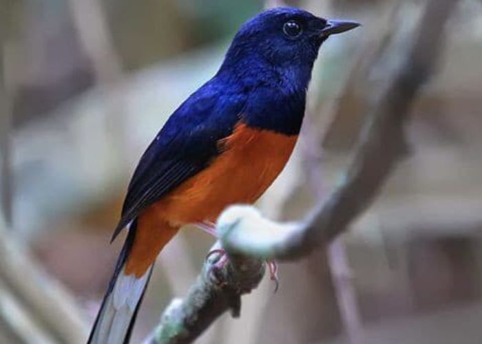 Burung Murai Batu dengan warna yang indah.