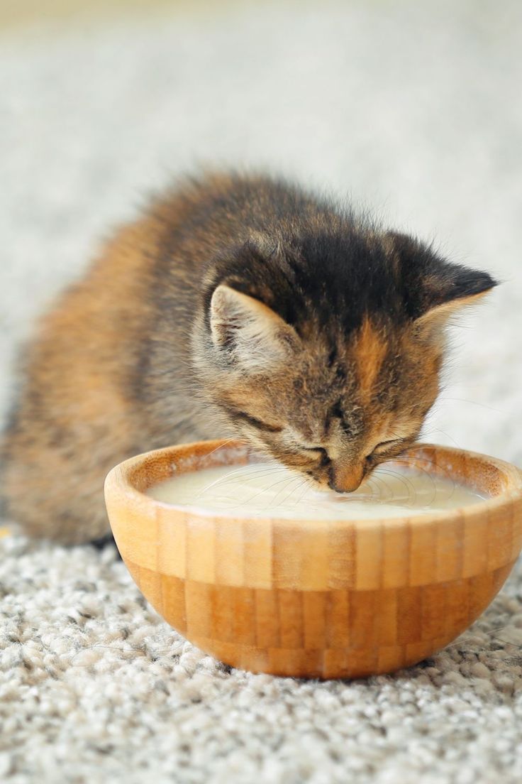 Ilustrasi kucing minum susu