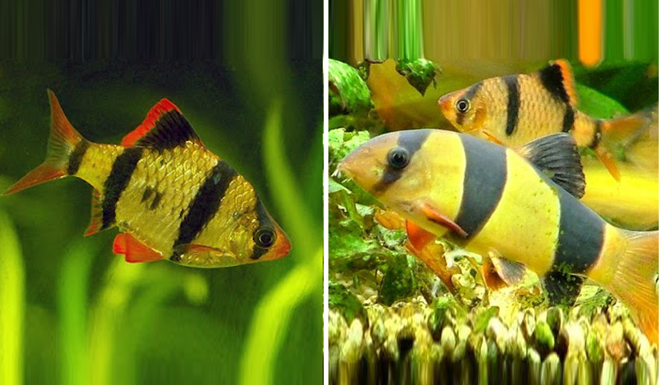 Kiri Ikan Sumatera, Kanan Ikan Botia