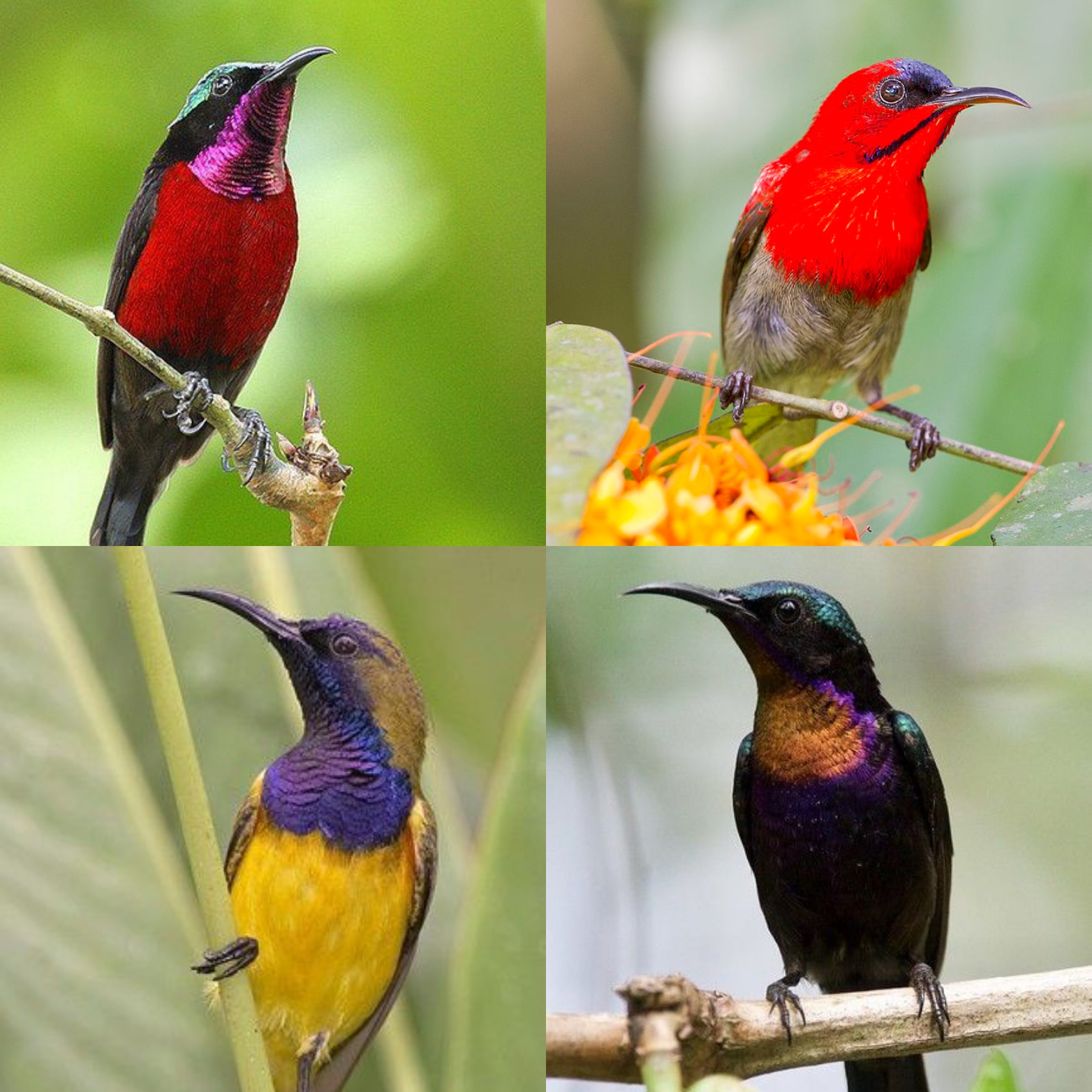 Burung Koliibri Cantik