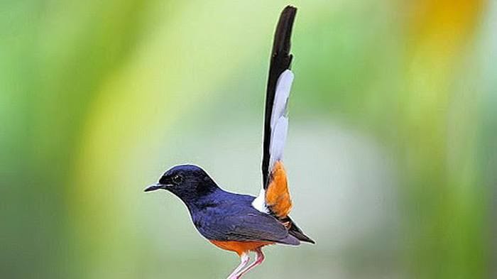 Burung Murai Batu yang memiliki warna indah.