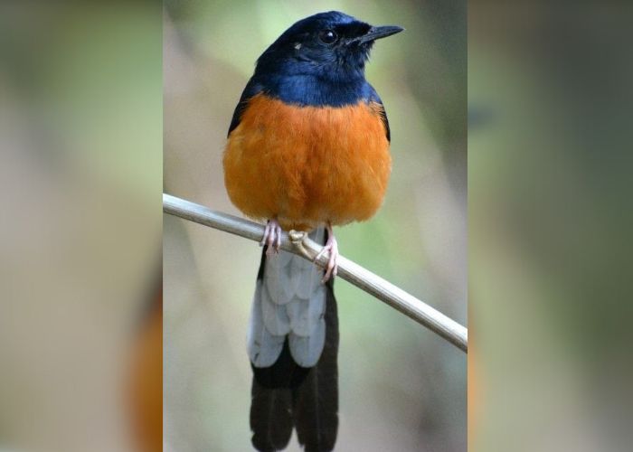 Burung Murai Batu yang menggembung.