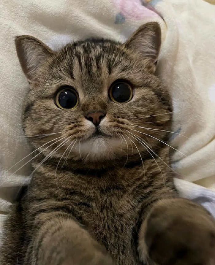 Ilustrasi kucing