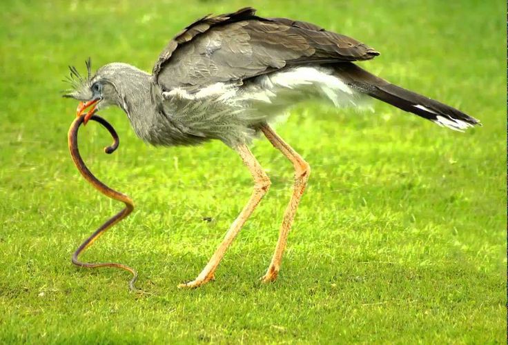 Burung Seriema, cerdik menangkap mangsanya