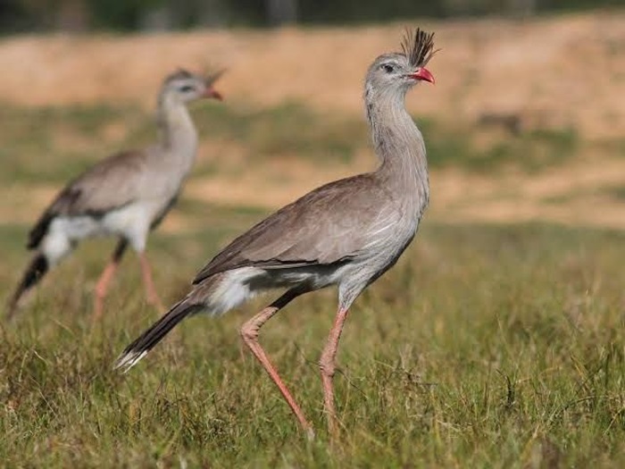 Burung Seirama
