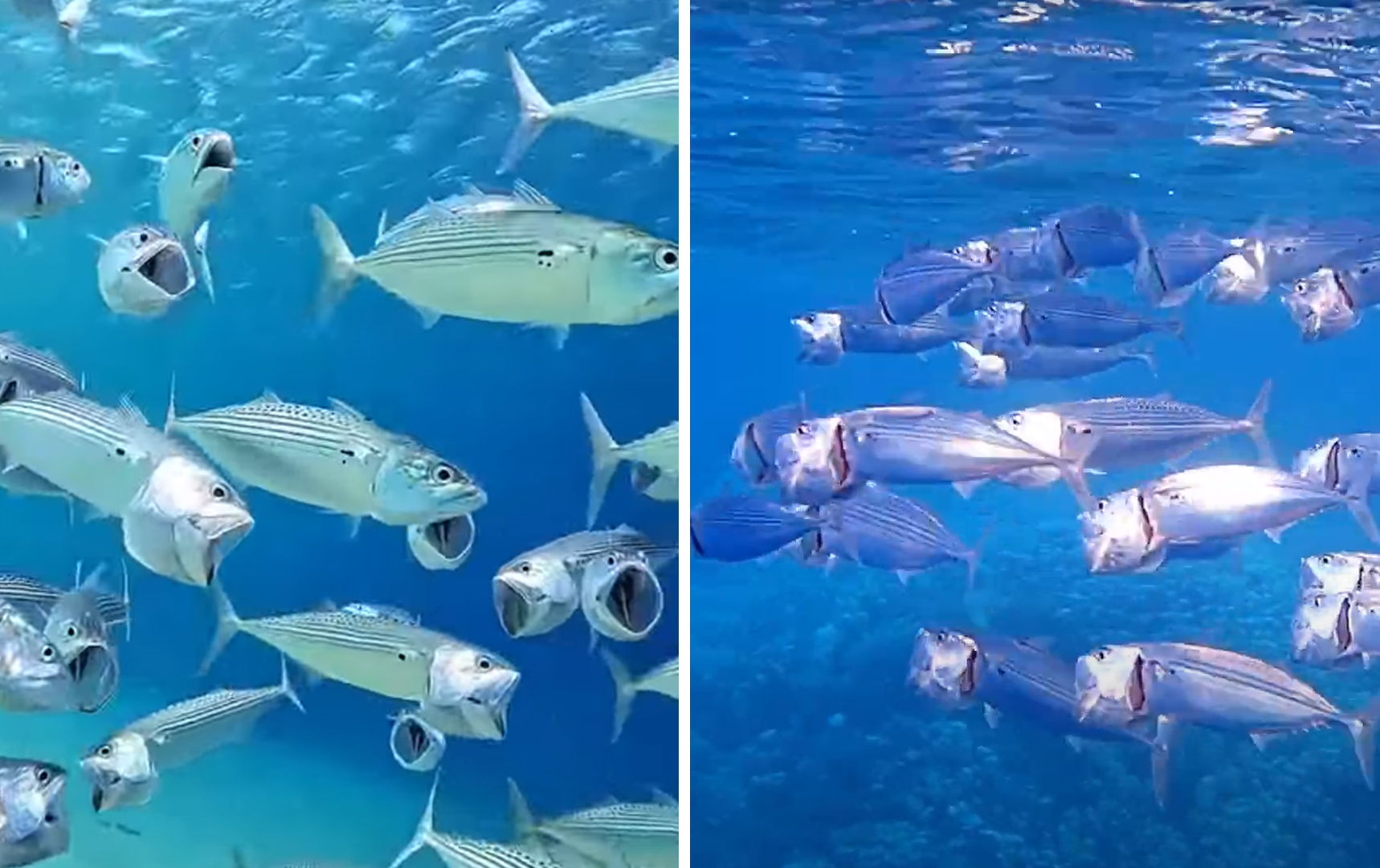 ILUSTRASI : Ikan Kembung Rastrelliger kanagurta Fish