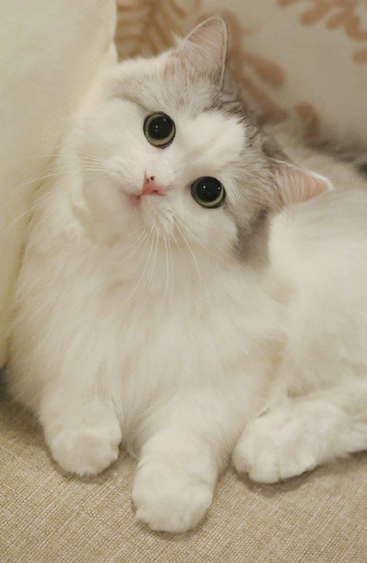 Ilustrasi kucing