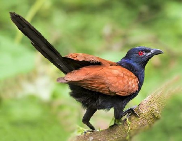 Burung Bubut Jawa, menyukai lahan basah
