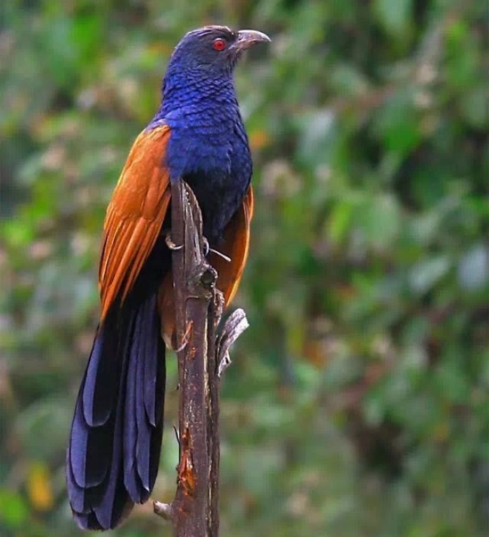 Burung Bubut Jawa, selalu dihubungkan dengan mitos kuno