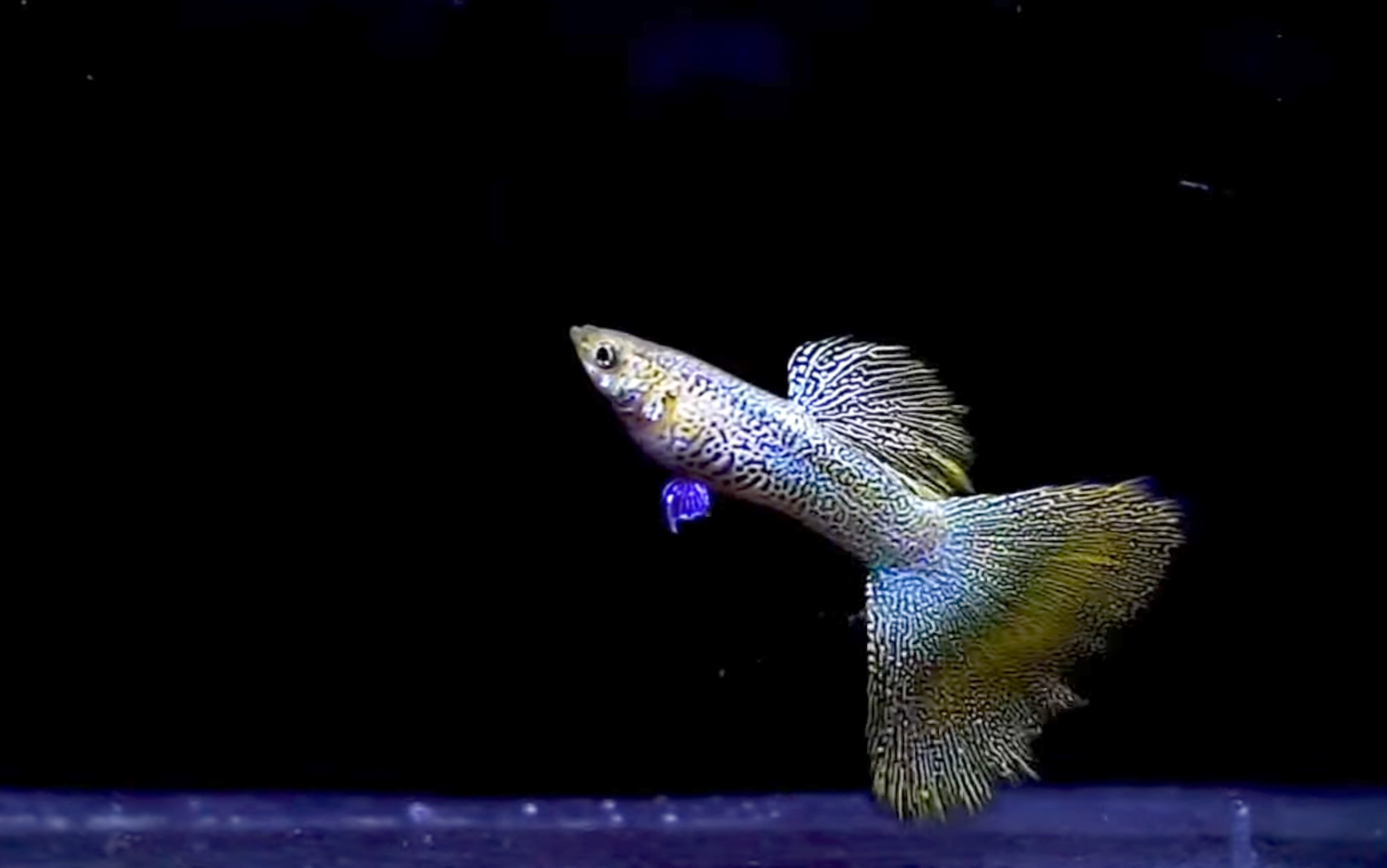 Ikan Guppy