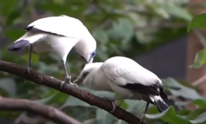 Jalak Bali sedang merawat anaknya yang baru keluar saang