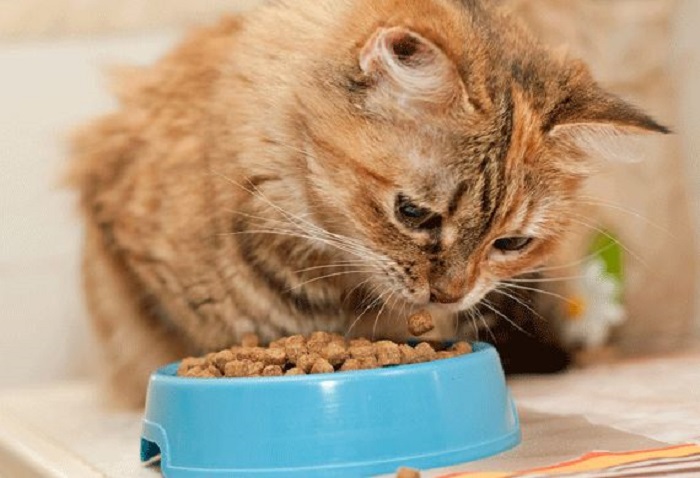 Ilustrasi kucing sedang makan makanannya