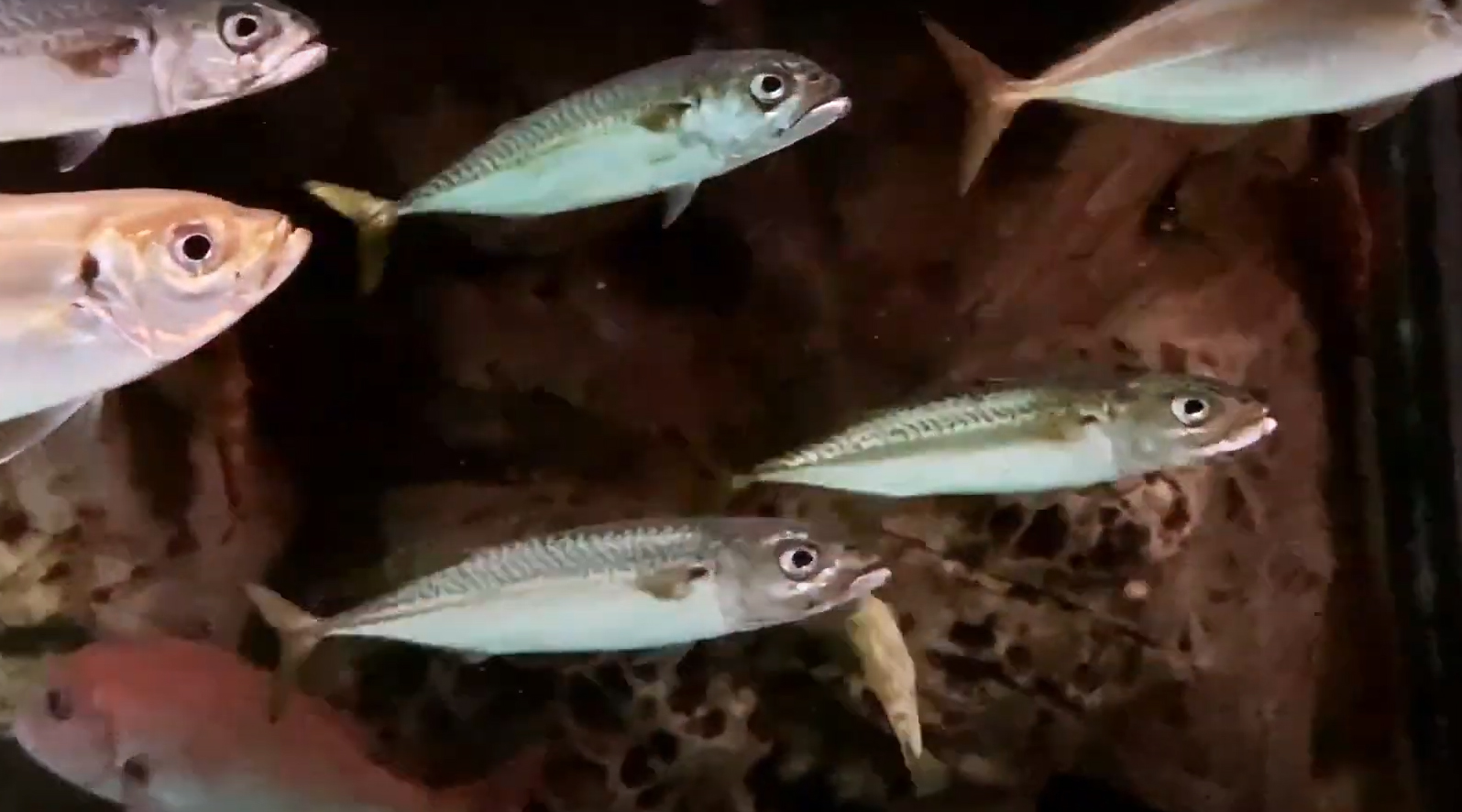 Ikan Selayar