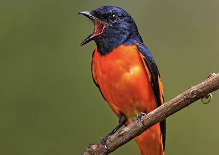 Burung Mantenan Gunung.