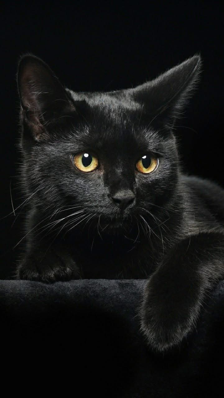 Ilustrasi kucing hitam