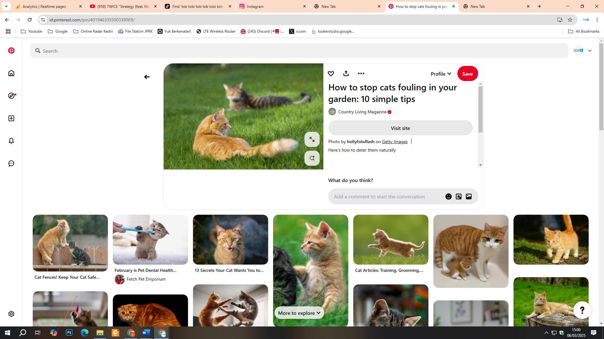 Kucing menjadi hewan peliharaan yang lucu dan menggemaskan