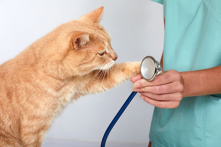 Penyakit jamur adalah penyakit umum yang sering dialami oleh kucing