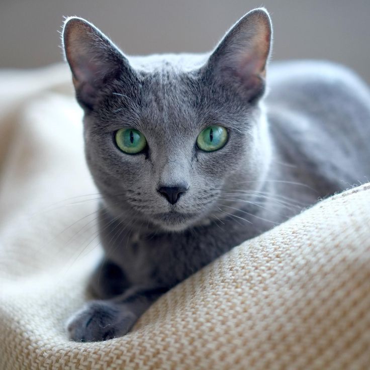 Russian Blue merupakan salah satu jenis kucing yang populer karena penamilannya yang elegan dan kepribadiannya yang tenang