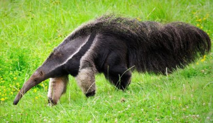 Anteater, penyuka bangsa semut